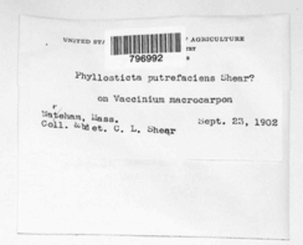 Phyllosticta putrefaciens image